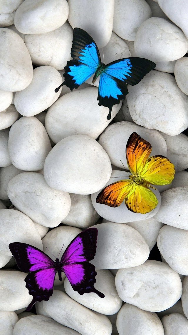 Butterfly Iphone Wallpaper Hd