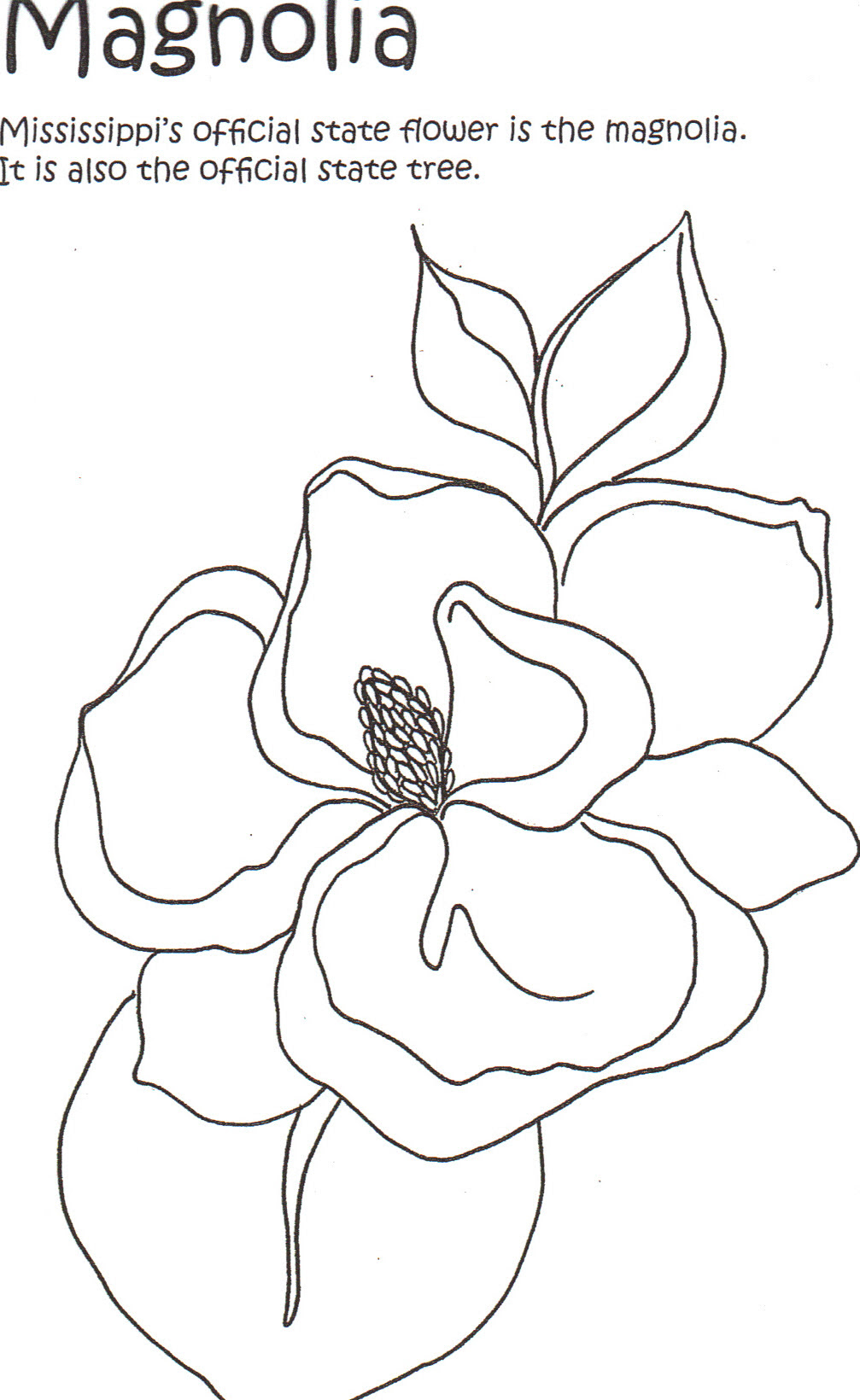 magnolia coloring page at getcoloringscom free printable colorings