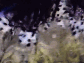 itzantwonyo:
Naomi for atelier versace