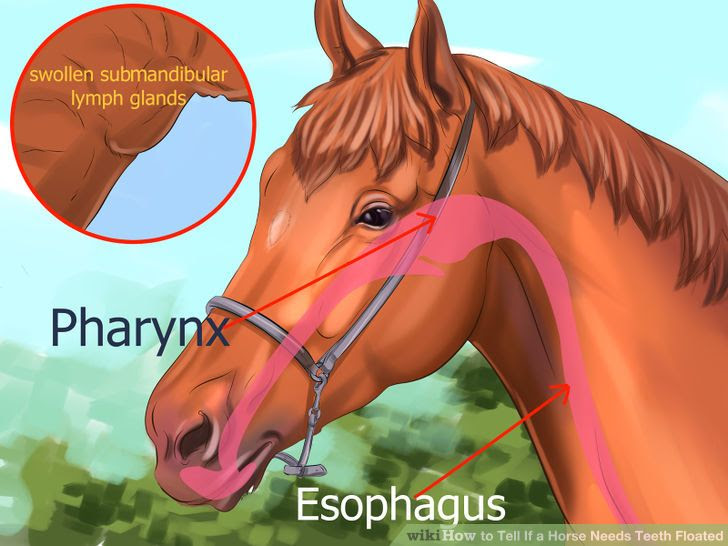 Tell If a Horse Needs Teeth Floated Step 3.jpg