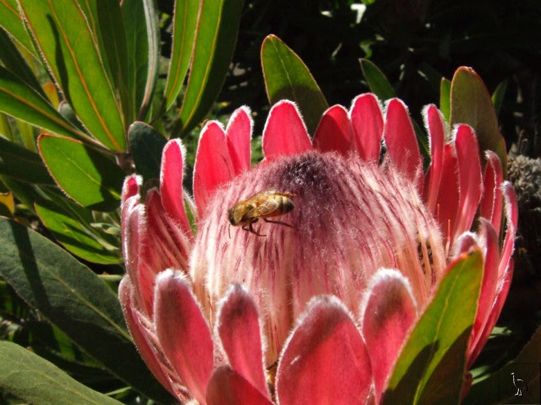 Protea, New Zealand