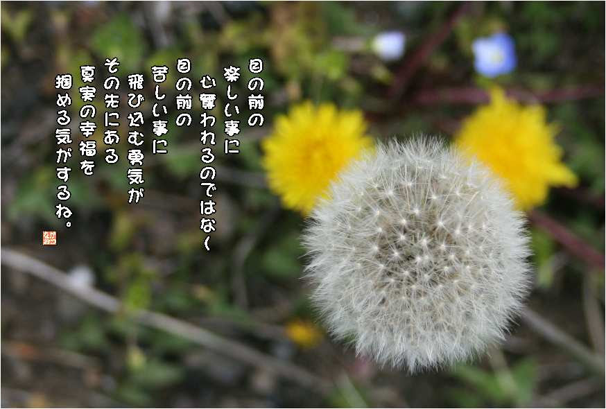 No 415 綿毛 蒲公英 花言葉 真心の愛 神のお告げ なおかつ フォトエッセイ