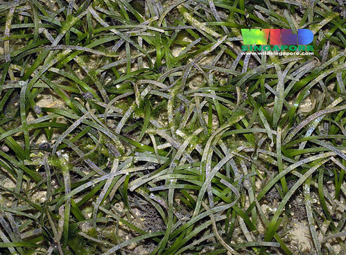 Needle seagrass (Halodule uninervis)