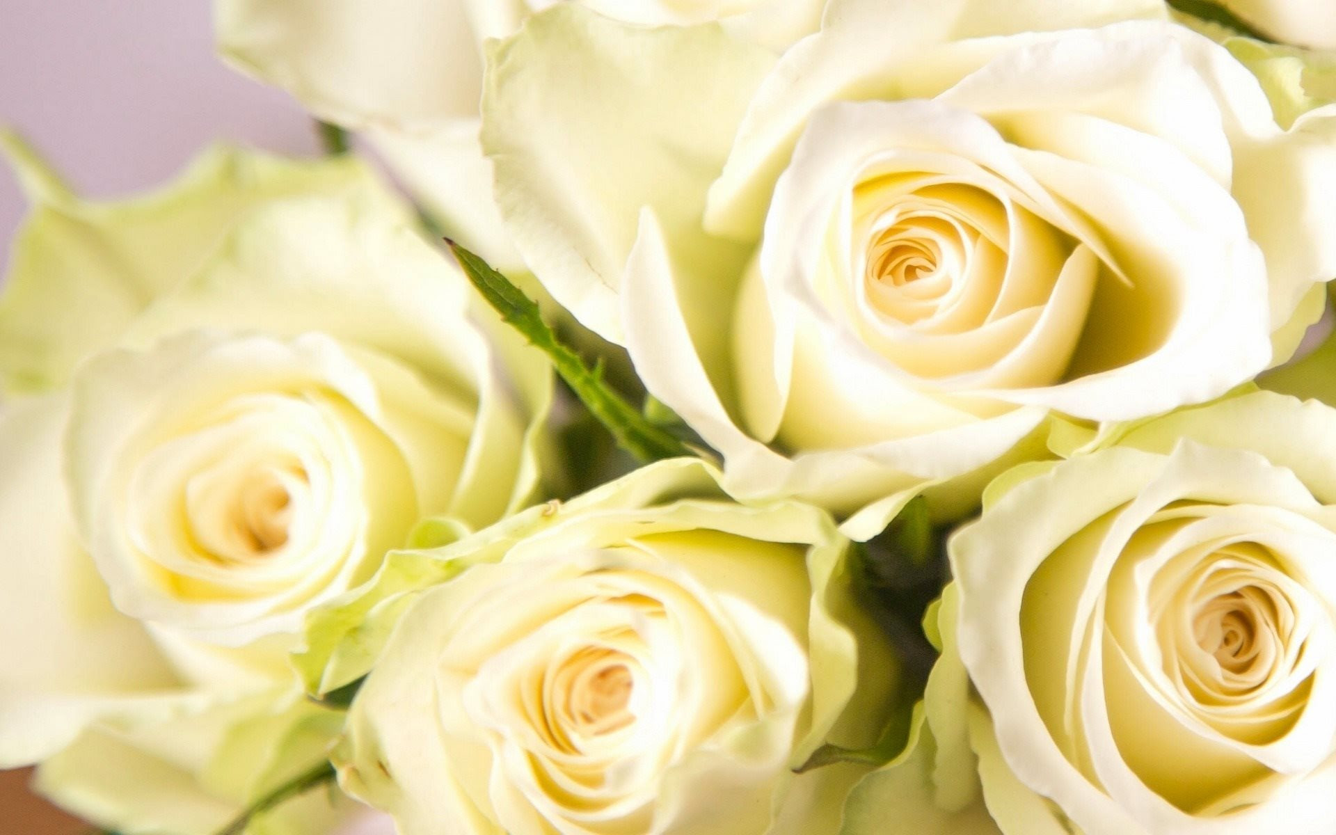 ダウンロード画像 白バラの花 バラの花束 黄色のバラ ブーケのバラの花 画面の解像度 19x10 壁紙デスクトップ上
