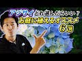 [最も共有された！ √] 植�� 替え 紫陽花 庭 に 植え �� は いけない 202797-植え 替え 紫陽花 庭 に 植え て は いけない