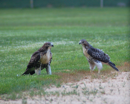 Divine Red-Tailed Hawks in Morningside Park