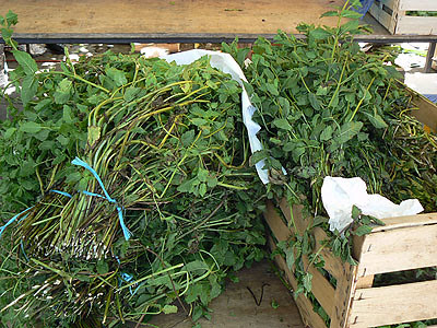 herbes.jpg