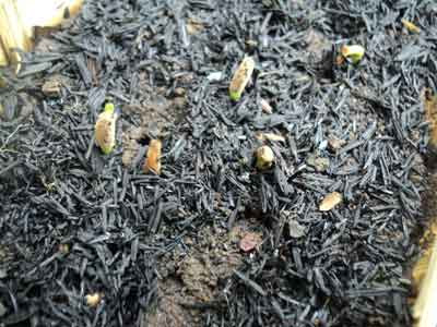 Membenihkan dan Menyemai Tanaman Adenium dari Biji Daun Ijo Membenihkan dan Menyemai Tanaman Adenium dari Biji Daun Ijo