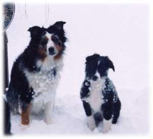 Mini Australian Shepherd Compared To Standard