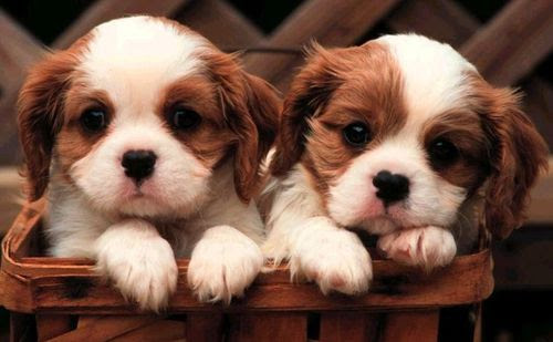 japanese dogs spectacle