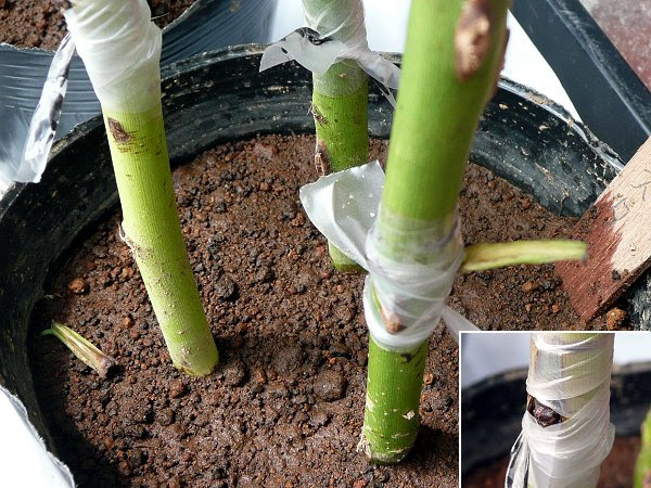 バラの芽接ぎ Blog De ちょっと 家庭菜園中心に