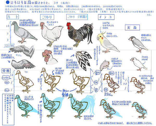 鳥の描き方まとめ 素材つき Pixiv年鑑 B