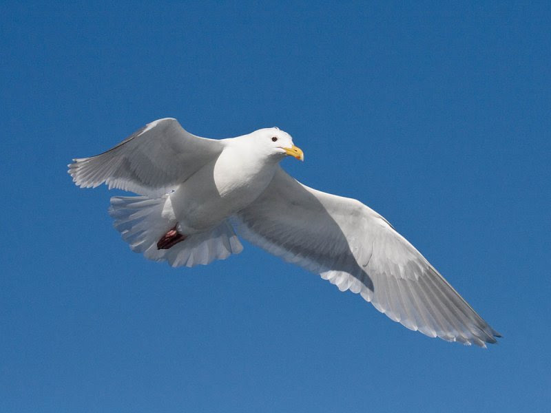 Glaucous-winged Gull