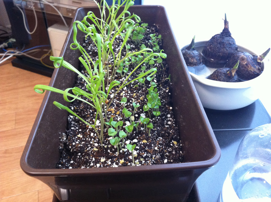 バジルも芽を出しました ほうれん草は本葉も ツレのw650に Fall In Love