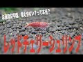 √ダウンロード アメリカザリガニ 幼体 984446-アメリカザリガニ 幼体