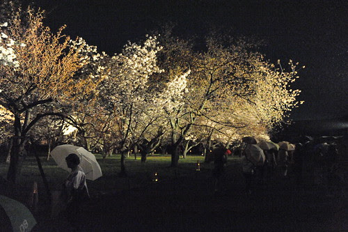 Japan trip - Sakura in Kyoto 2012.
