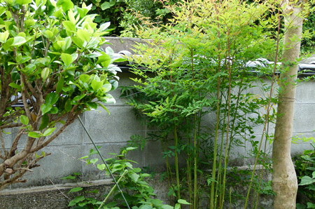 南天を剪定 猫避け柑橘 ほのぼの田舎暮らし