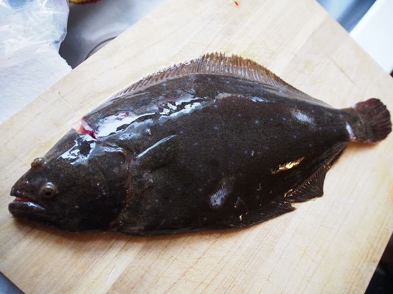 富山湾の活〆血抜き神経締め鮃 富山湾岩瀬 富山 とやま 美味しい 魚 旬