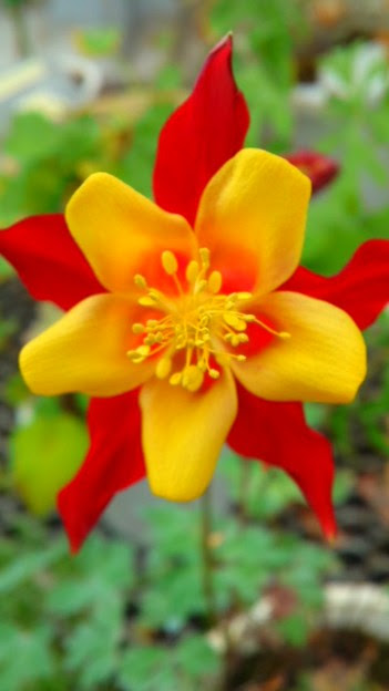 セイヨウオダマキ 花言葉は 写真共有サイト フォト蔵