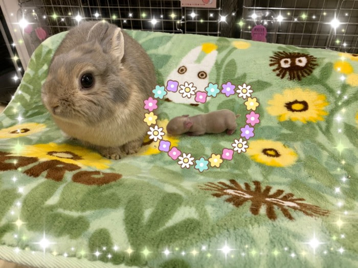 昨日 ネザーランドドワーフ リンクス のミリーが１羽出産しました うさぎさん 専門店ラビットインパクト