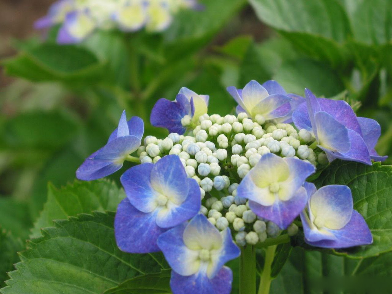 花卉世界 八仙紫阳花 1280x960 壁纸 桌面壁纸 壁纸大卡 壁纸桌面的世界 Www Deskcar Com 专业桌面壁纸下载站 多分辨率桌面 壁纸 宽屏壁纸