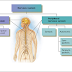 Central and Peripheral Nervous System