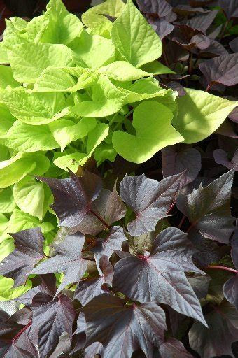 ornamental sweet potato vine vivid garden accent