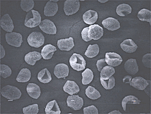花粉 花粉症 花粉対策 ありがたくない粉粒体 1
