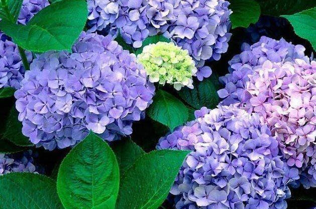 34种蓝紫色系植物 高贵典雅