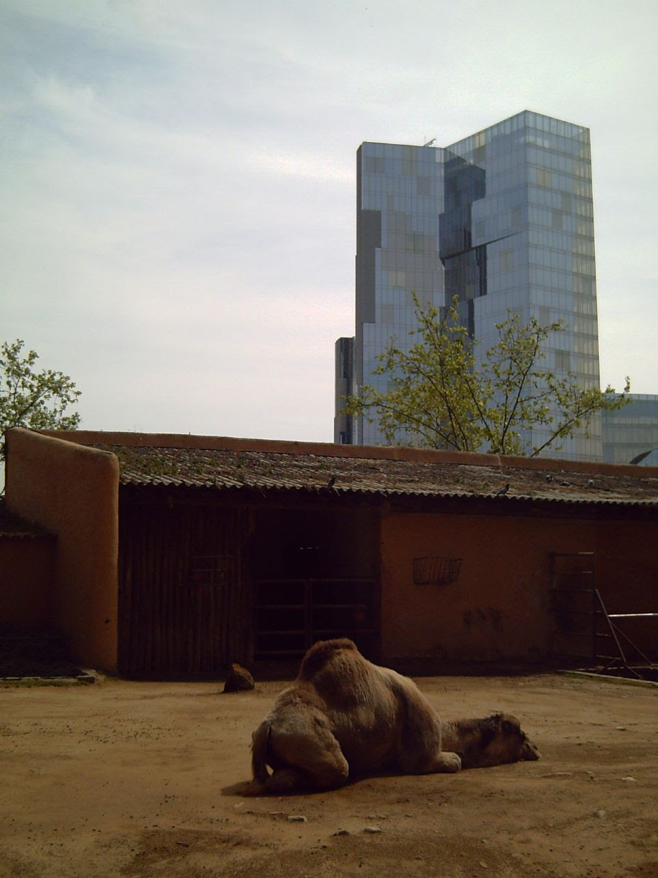 Barcelona Zoo: Dromedary Complains About the Heat