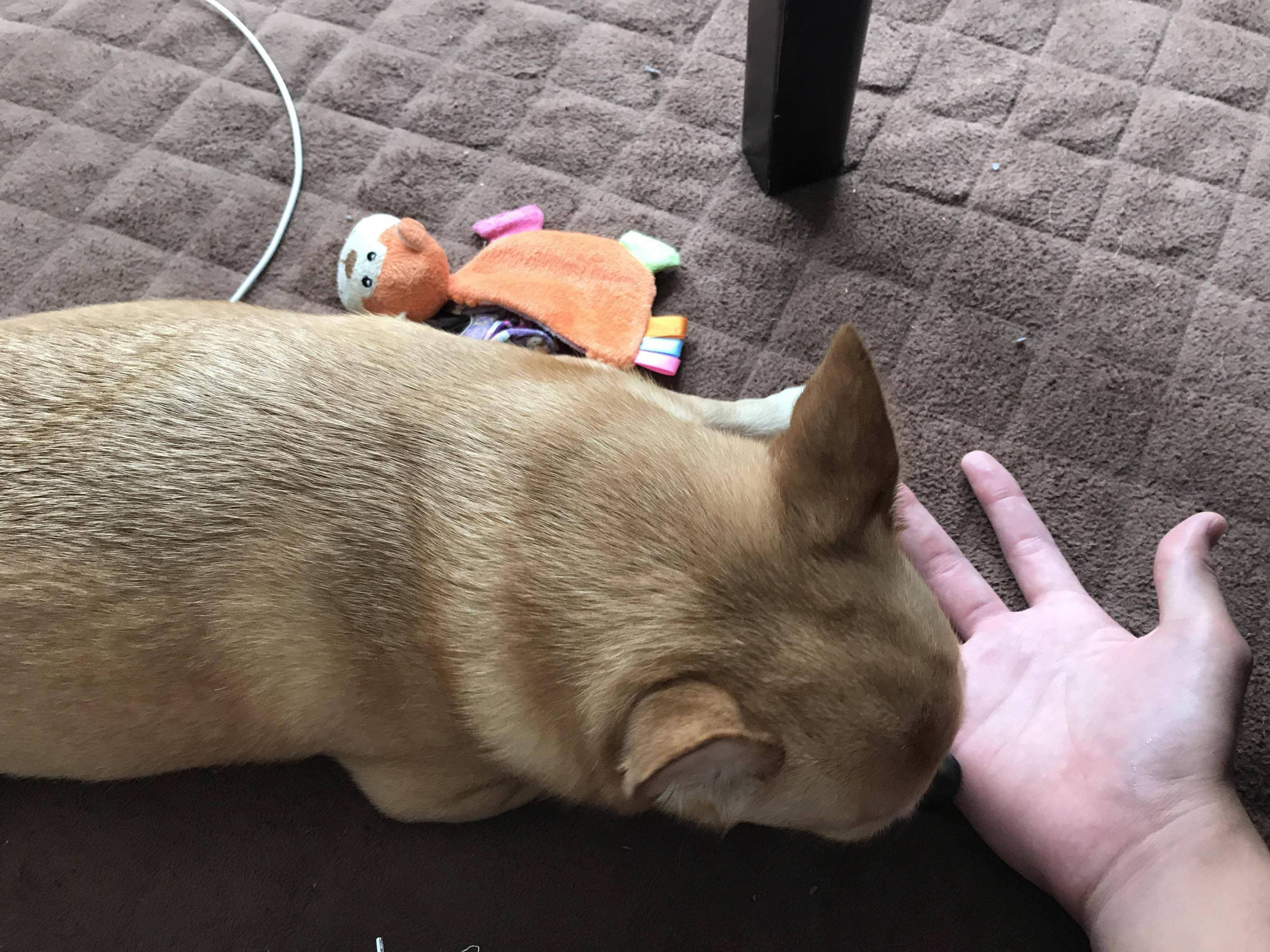 102 チワワとかいうクッソ気持ち悪い犬ｗｗｗｗｗｗｗｗｗｗｗｗ 448