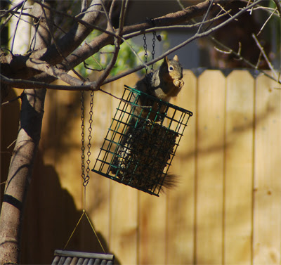 Squirrel1