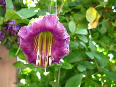 Cobaea scandens