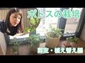 ポトス 枯れる 水耕栽培 299709