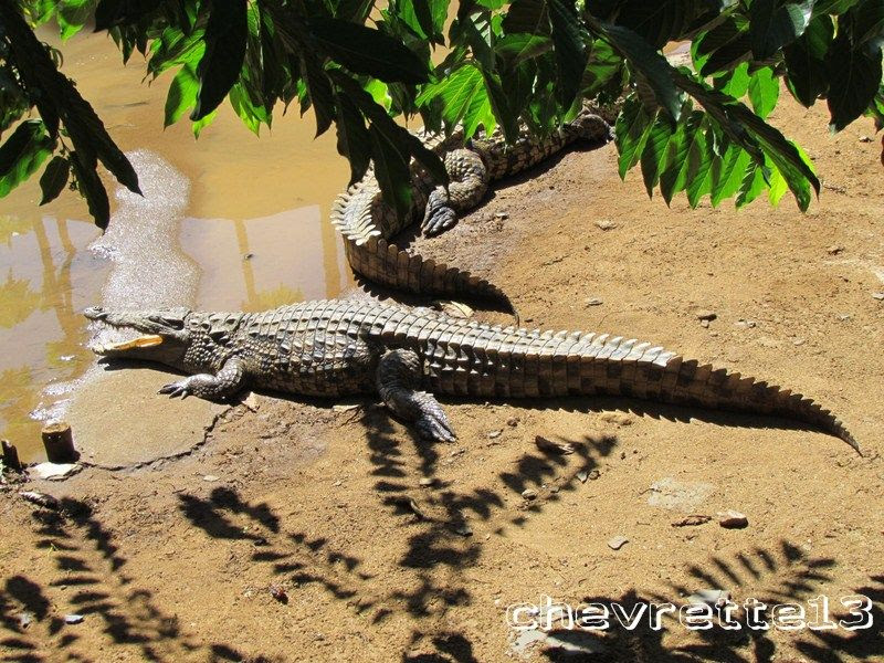 http://i1252.photobucket.com/albums/hh578/chevrette13/Madagascar/IMG_2318Copier_zpsc773a66c.jpg