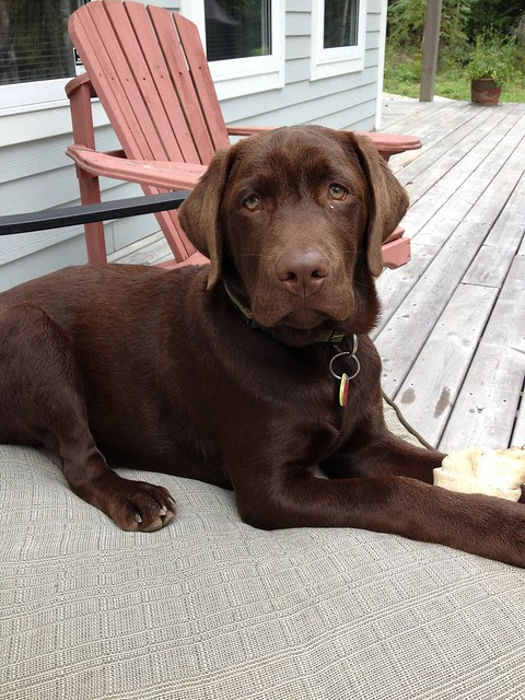 Scout