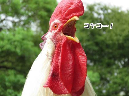 うちのにわとりさん 美味しいお顔