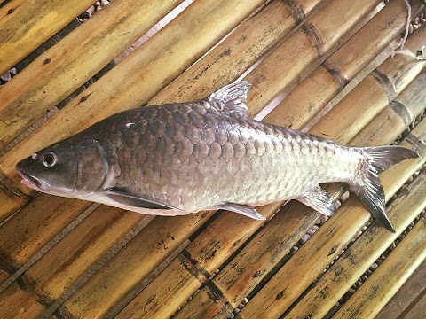 ikan empurau di sarawak