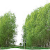 Hybrid Willow Pictures - Dreamstime is the world`s largest stock photography community.