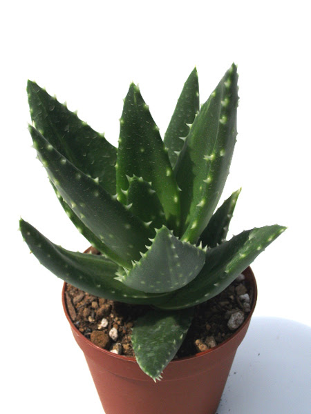 不夜城 ふやじょう