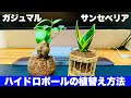 [最も共有された！ √] ガジュマル ハイドロカルチャー 182485-ガジュマル ハイドロカルチャー