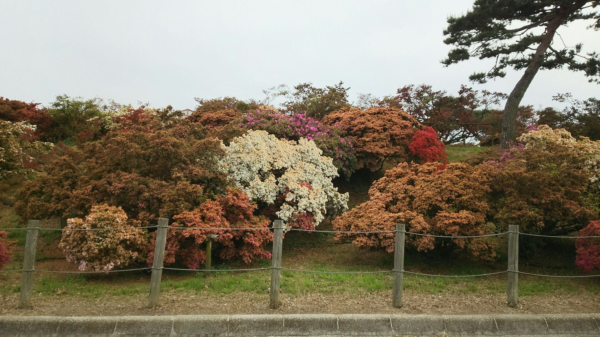 ツツジの蜜は甘い けど知らずに吸うと危険だよ 育児や趣味について気ままに綴るブログ 楽天ブログ