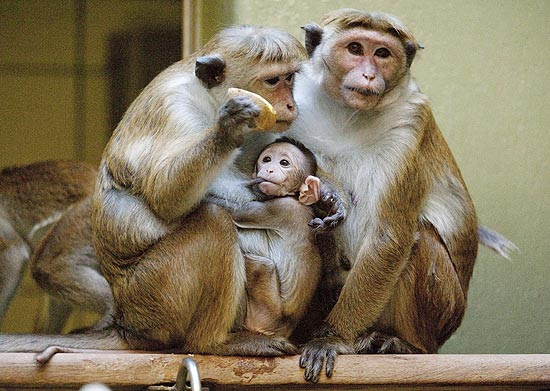 Pais e filhote ficam juntinhos em zoológico na Alemanha