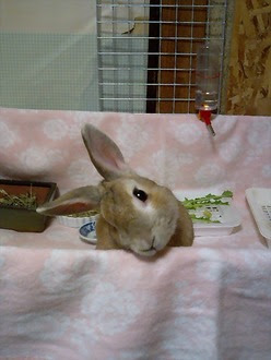 うさぎの病気と予防 ペットの病気 西川動物病院