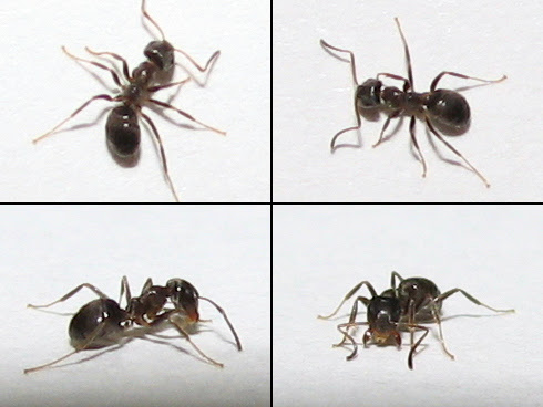 小さいアリが大量に家に浸入 ぁぃの飼育ブログ