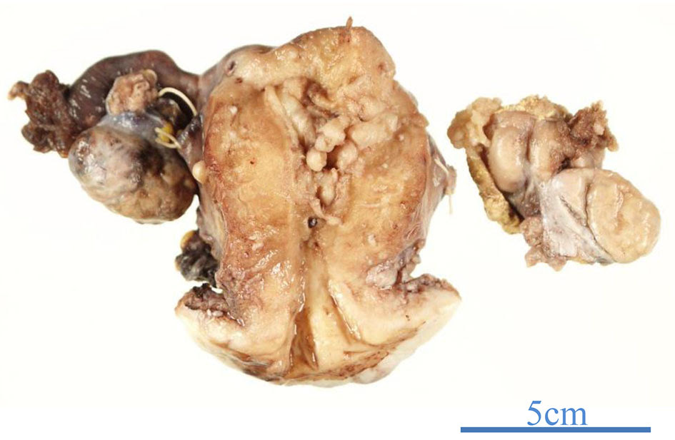 Sheep brain unlabeled