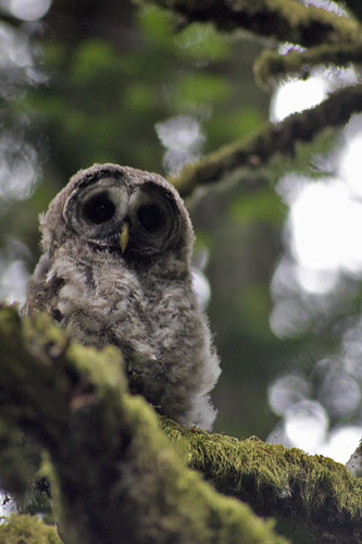 baby barred owl