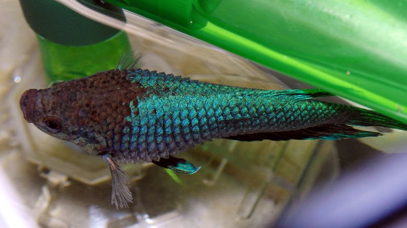 雑記 鴨 稚ベタ 青緑 が松かさ病に