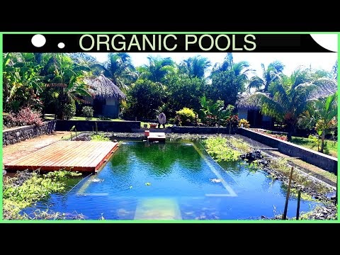Making a Tropical Natural Pool - DIY build in 3 mins
