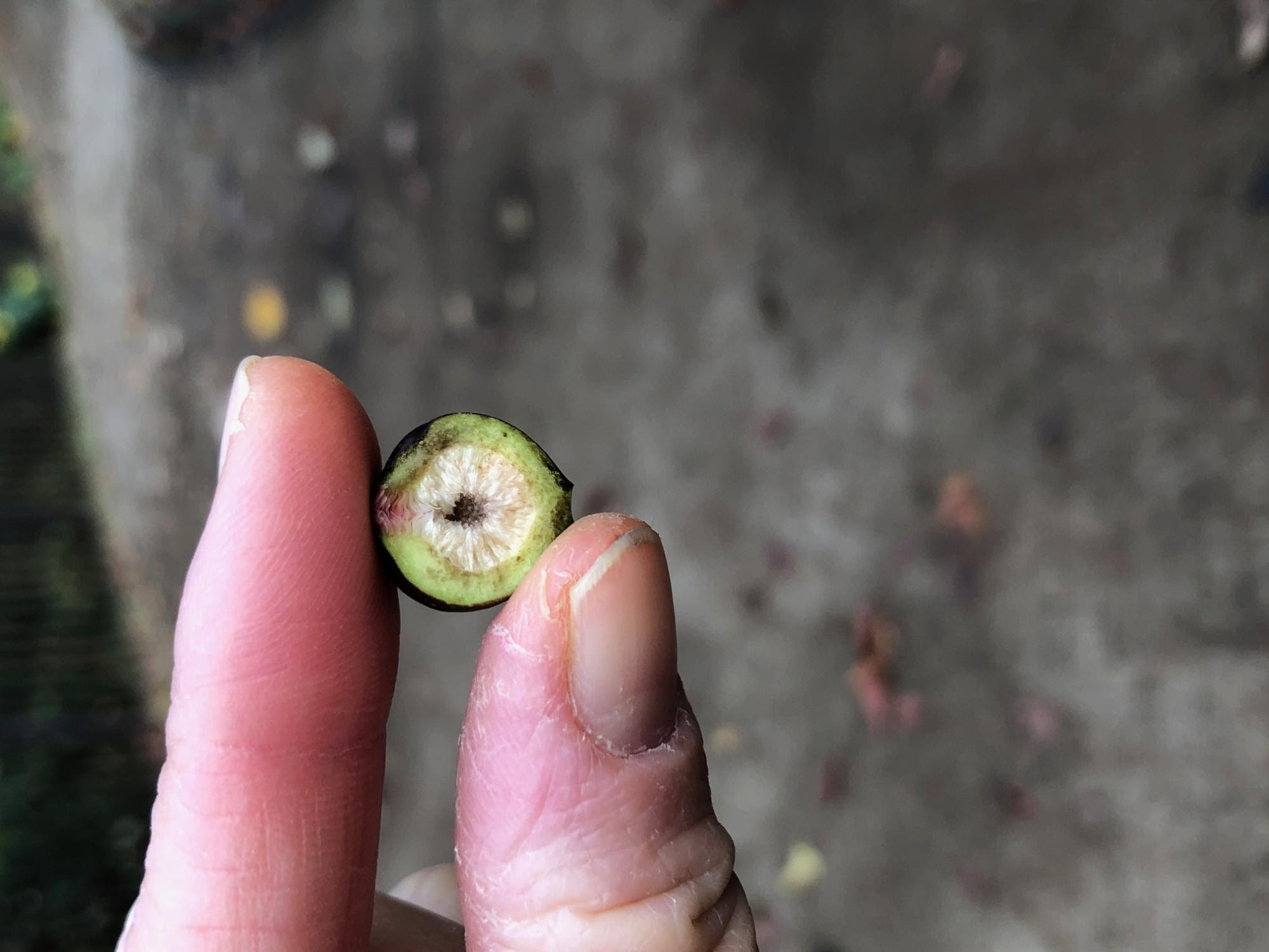 食べる 食べない 秋の木の実 大磯町ホームページ